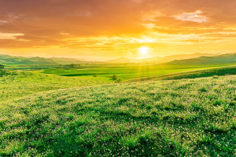 Panoramic,Spring,Season,Landscape,Of,Beautiful,Greel,Field,With,Yellow