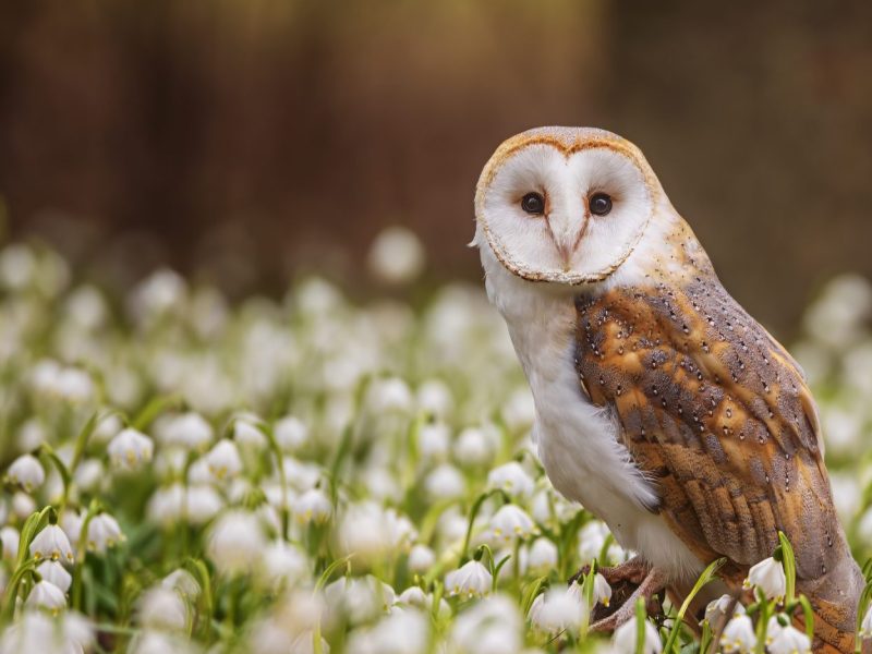 Female,Barn,Owl,(tyto,Alba),Sitting,On,A,Forest,Pallet